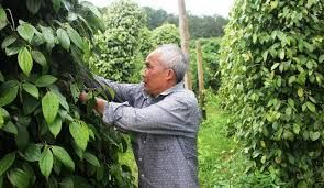 Giá tiêu hôm nay 11/2/2019: Tiêu thế giới tăng, thị trường trong nước vẫn ảm đạm