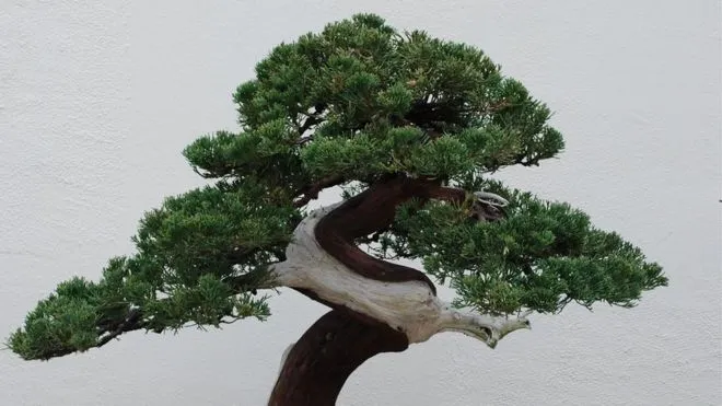 Bị trộm mất cây Bonsai 400 tuổi