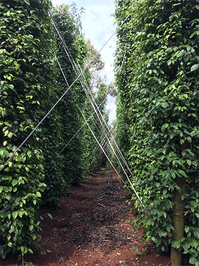 Chính quyền Bà Rịa Vũng Tàu huy động lực lượng giúp nông dân thu hoạch tiêu