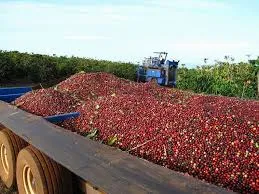 Giá cà phê hôm nay 18/2/2019: Giảm giá tại Gia Lai và Đắk Nông