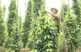 Giá tiêu hôm nay 18/2/2019: “Lặng sóng” với mức thấp nhất 44.000 đồng/kg