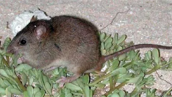 Bramble Cay melomys: Loài gặm nhấm đầu tiên tuyệt chủng do biến đổi khí hậu