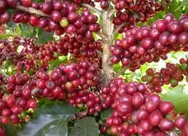Giá cà phê hôm nay 20/2/2019: Giá cà phê đồng loạt giảm 300đồng/kg do tác động từ giá thế giới