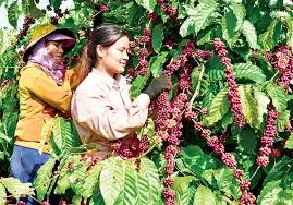 Giá cà phê hôm nay 22/2/2019: Đảo chiều giảm 300 đồng/kg do tác động từ giá thế giới