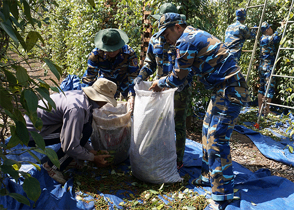 Ấm tình quân dân