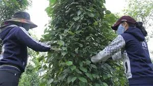 Giá tiêu hôm nay 5/3/2019: Có khả năng giảm xuống 40.000 đồng/kg thời gian tới