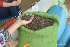 Giá tiêu hôm nay 6/3/2019: Đồng loạt tăng 500 đồng/kg ở các tỉnh Tây Nguyên