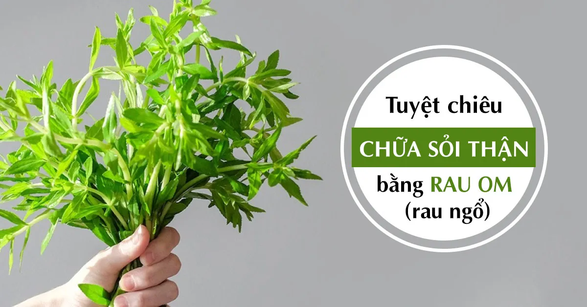 Cách dùng rau om ( ngò om; rau ngổ ) chữa sỏi thận