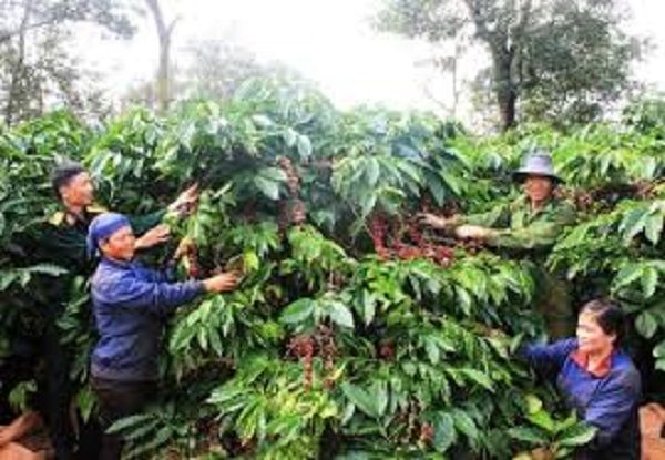 Giá cà phê hôm nay 6/3/2019: Đảo chiều tăng 200 đồng/kg