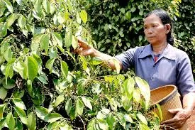 Giá tiêu hôm nay 8/3/2019: Giảm 500 đồng/kg tại Gia Lai