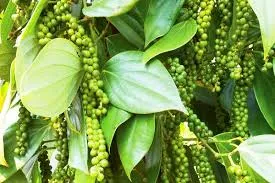 Giá tiêu hôm nay 11/3/2019: Tăng 500 đồng/kg tại Gia Lai