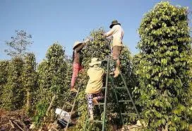 Giá tiêu hôm nay 12/3/2019: Quay đầu giảm 500 đồng/kg tại Gia Lai,trong khi giá thế giới tăng gần 3%