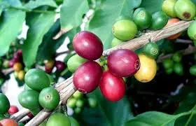 Giá cà phê hôm nay 12/3/2019: Tăng 200đồng/kg tại Kon Tum