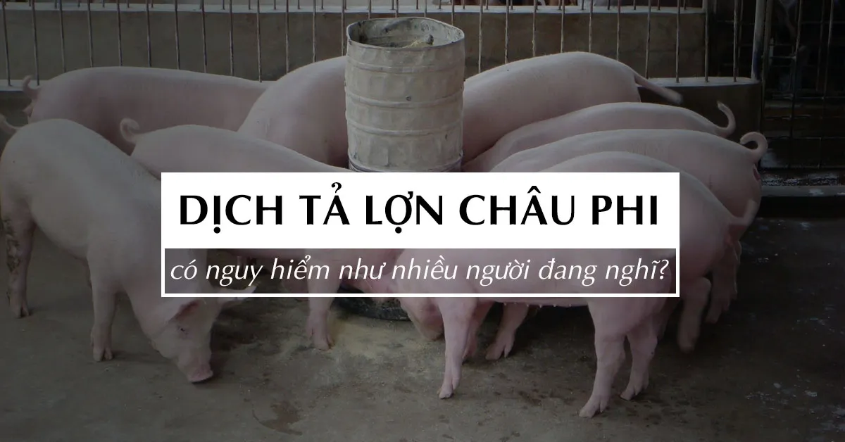 Dịch tả lợn châu Phi có lây sang người không?