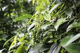 Giá tiêu hôm nay 13/3/2019: Giá tiêu đứng im