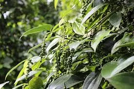 Giá tiêu hôm nay 13/3/2019: Giá tiêu đứng im