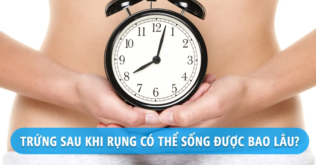 Sau khi trứng rụng sống được bao lâu trong cơ thể?