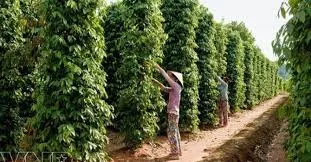 Giá tiêu hôm nay 15/3/2019: Bật tăng 500- 1.000 đồng/kg