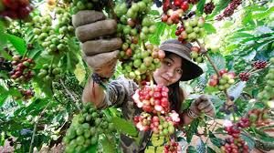 Giá cà phê hôm nay 15/3/2019: Lao dốc giảm từ 500- 600 đồng/kg