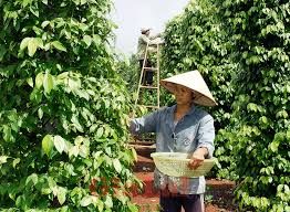 Giá tiêu hôm nay 16/3/2019:  Giá tiêu tại Bà Rịa- Vũng Tàu bật tăng 1.500 đồng/kg
