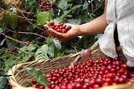 Giá cà phê hôm nay 18/3/2019: Cao nhất tại tỉnh Đắk Lắk là 32.800 đồng/kg