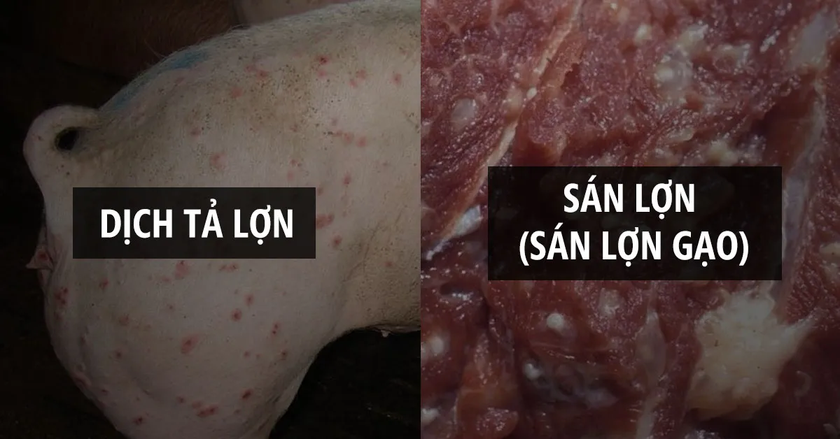 Sán lợn và dịch tả lợn châu Phi – dịch nào nguy hiểm hơn?
