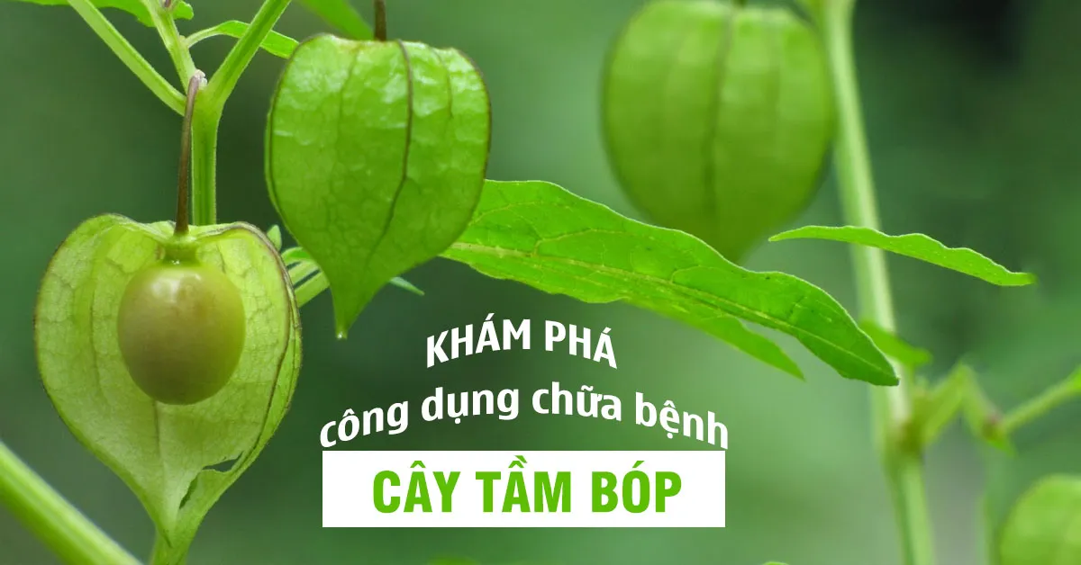 Tác dụng của cây tầm bóp là gì?