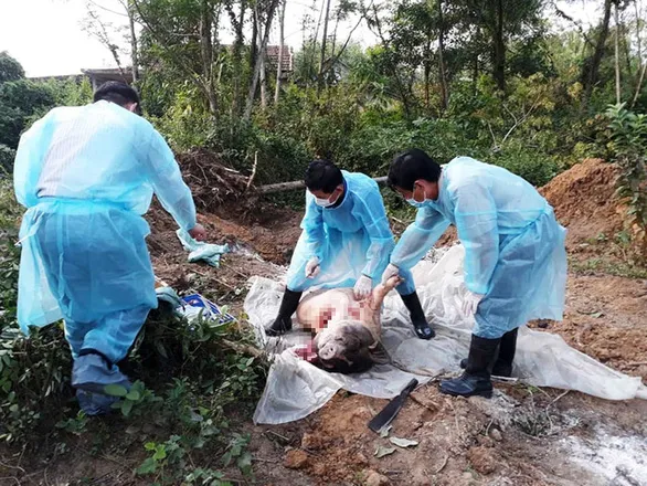 TPHCM khẩn cấp ứng phó không để lây lan dịch tả heo châu Phi