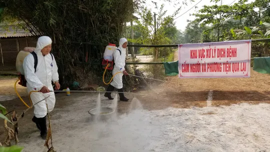 Xuất hiện ổ dịch tả heo Châu Phi thứ 2 trên địa bàn Thừa Thiên-Huế