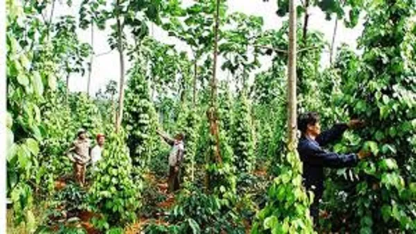 Giá tiêu hôm nay 23/3/2019: Cao nhất là 47.000 đồng/kg