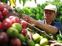 Giá cà phê hôm nay 25/3/2019: Giảm nhẹ 100 đồng tại Bảo Lộc