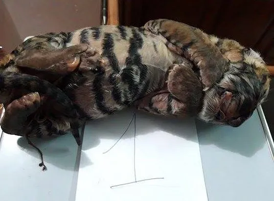 Bắt nghi phạm bán hai hổ con đông lạnh