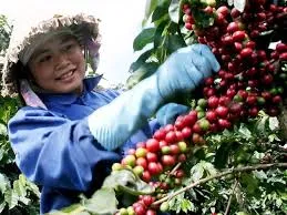 Giá cà phê hôm nay 26/3/2019: Biến động tăng 100- 200 đồng ở một số địa phương