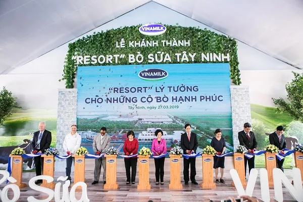 ‘Resort’ bò sữa Tây Ninh: Trang trại bò sữa chuẩn Global GAP lớn nhất châu Á