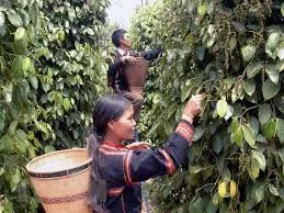 Giá tiêu hôm nay 27/3/2019: Giảm tại Gia Lai, tăng tại Đắk Nông      