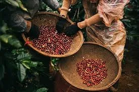 Giá cà phê hôm nay 28/3/2019: Giảm theo giá thế giới