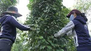 Giá tiêu hôm nay 30/3/2019: Trầm lắng