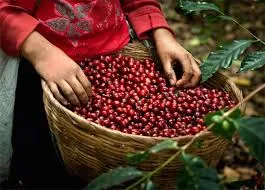 Giá cà phê hôm nay 2/4/2019: Lao dốc xuống mốc 30.800 đồng/kg