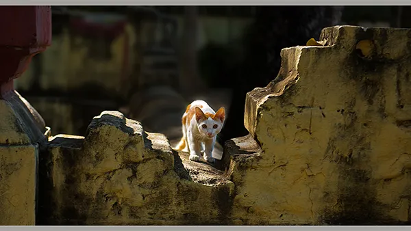 img thumb