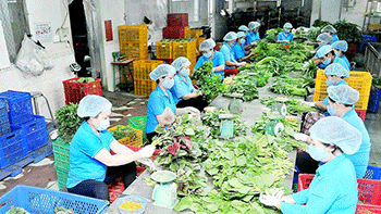 Năm 2019: TPHCM sẽ phát triển mới 50 hợp tác xã