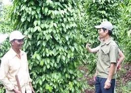 Giá tiêu hôm nay 8/4/2019: Lặng sóng ngay đầu tuần