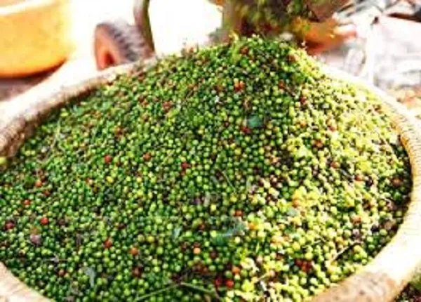 Giá tiêu hôm nay 12/4/2019: Kéo dài chuỗi ảm đạm