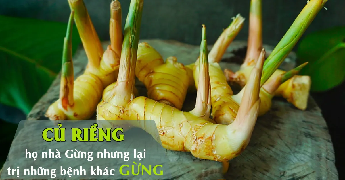 Tác dụng của củ riềng trong chữa bệnh và ẩm thực