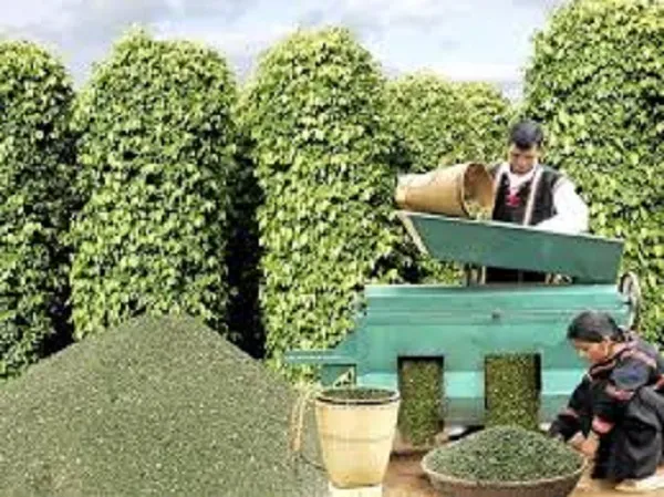 Giá tiêu hôm nay 24/4/2019: Kéo dài chuỗi đi ngang theo giá thế giới