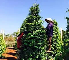 Giá tiêu hôm nay 25/4/2019: Giá tiêu thế giới tăng mạnh gần 2%, tiêu trong nước lặng sóng