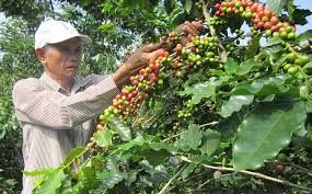 Giá cà phê hôm nay 26/4/2019:  Tăng tại Gia Lai và Kon Tum