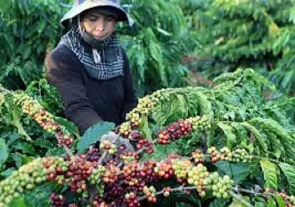Giá cà phê hôm nay 27/4/2019:  Bật tăng đến 500 đồng/kg khi giá thế giới tăng gần 2%