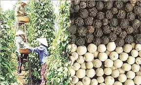 Giá tiêu hôm nay 7/5/2019: Giá thế giới tăng gần 1%, trong nước tiếp tục trầm lắng
