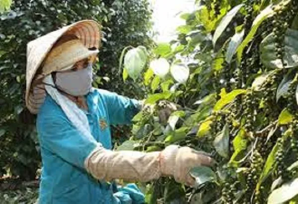 Giá tiêu hôm nay 9/5/2019: Giá thế giới phục hồi mạnh hơn 3%, trong nước vẫn ảm đạm
