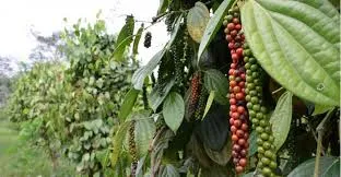 Giá tiêu hôm nay 15/5/2019: Sau khi lao dốc 1.000 đồng/kg, giá tiêu hôm nay đứng yên